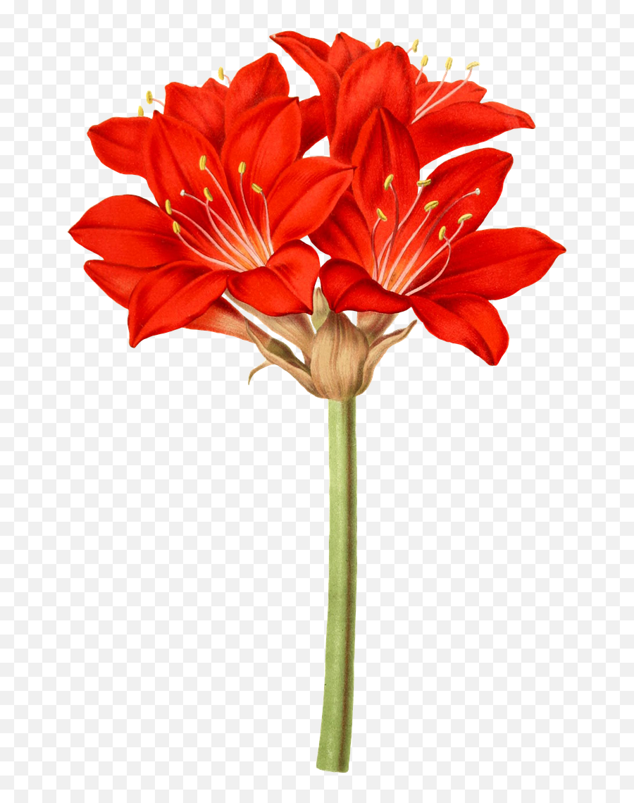 Amaryllis Flower Flowers - Free Image On Pixabay Lily Emoji,Wildflower Png