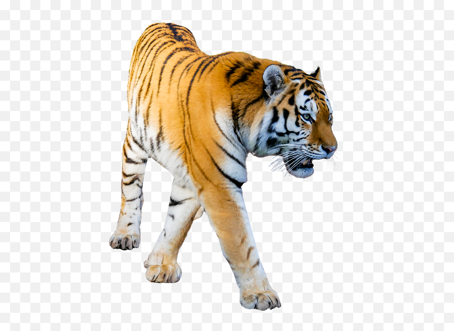 Tiger Prowling Transparent Background - Tiger Transparent Background Emoji,Tiger Png