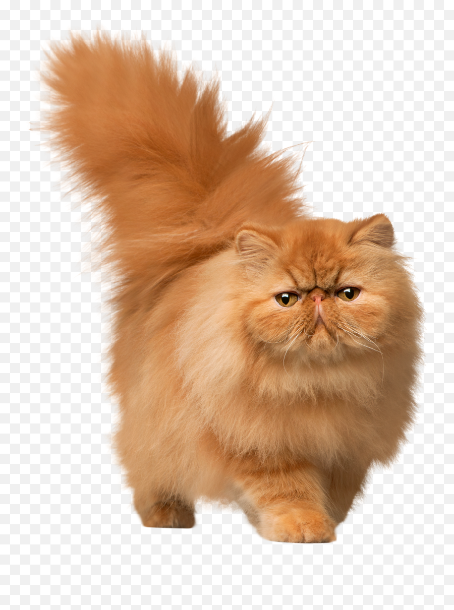 Cat Png - Persian Cat Png Emoji,Cat Png