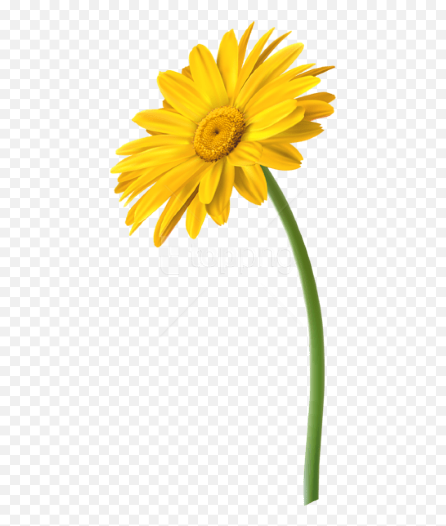 Free Png Yellow Gerbera Flower Png Images Transparent Emoji,Daisy Flower Png