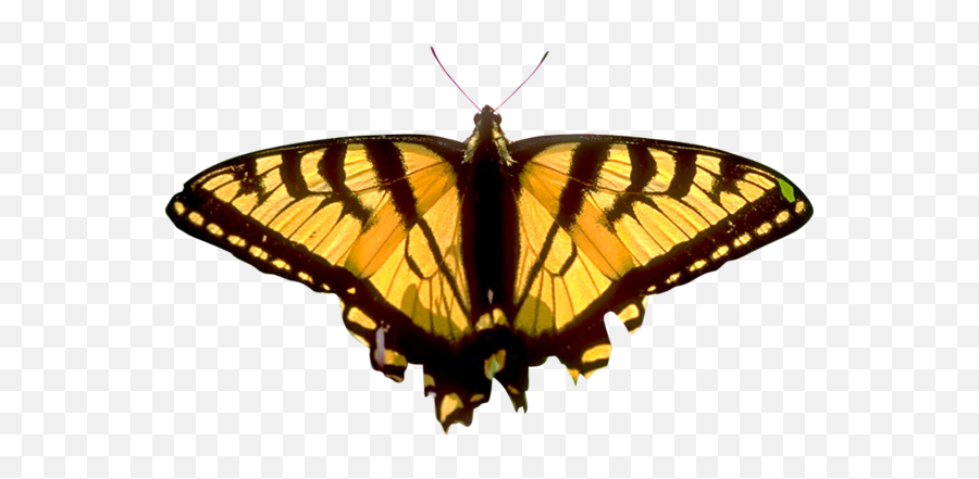 Butterfly Png Image - Portable Network Graphics Emoji,Butterflies Transparent