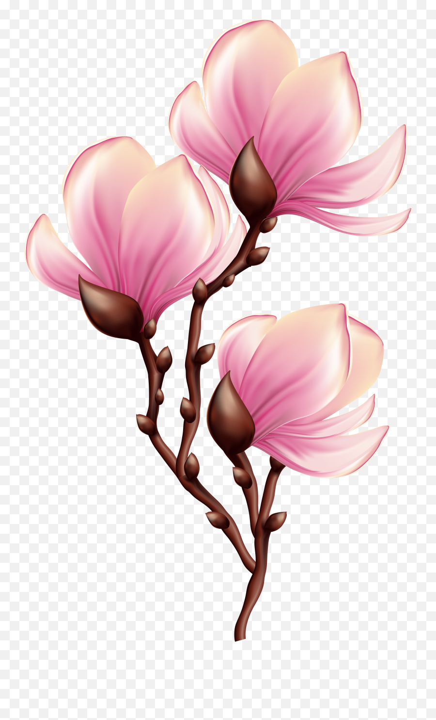 Blooming Flower Clipart Transparent - Transparent Beautiful Clip Art Emoji,Preacher Clipart