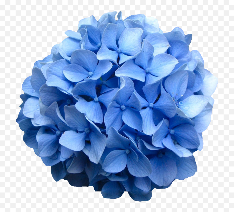 800 X 800 2 - Blue Hydrangea Png Emoji,Hydrangea Png