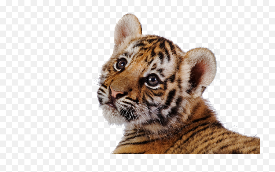 Baby Tiger - Tiger Cub Watercolor Painting Emoji,Tiger Png