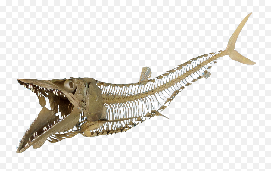Cimolichthys Skeleton Emoji,Fish Skeleton Png