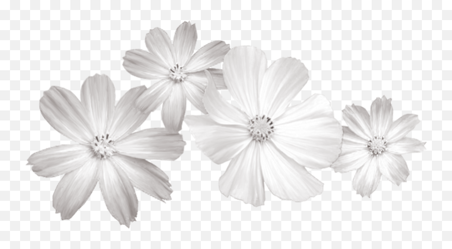 White Flower Clip Art - White Flowers Png Download 800415 Emoji,White Flower Clipart