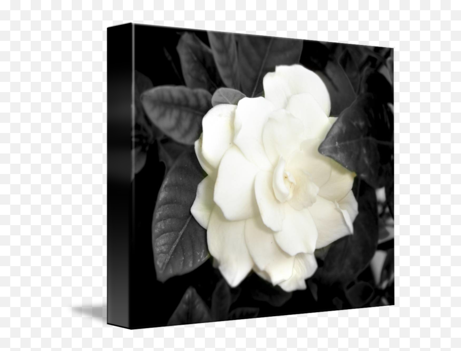 White Flower Black Background By Patty Vargas Emoji,White Flower Transparent Background