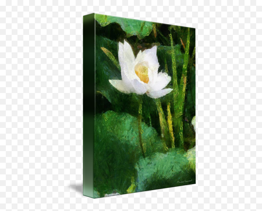 White Lotus By Cathleen Cawood Emoji,White Lotus Png