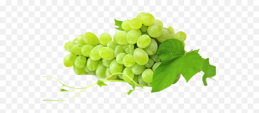 Download Sultana Sauvignon String Grapes Of White Blanc Clipart Png Free - Grape Emoji,Grape Clipart