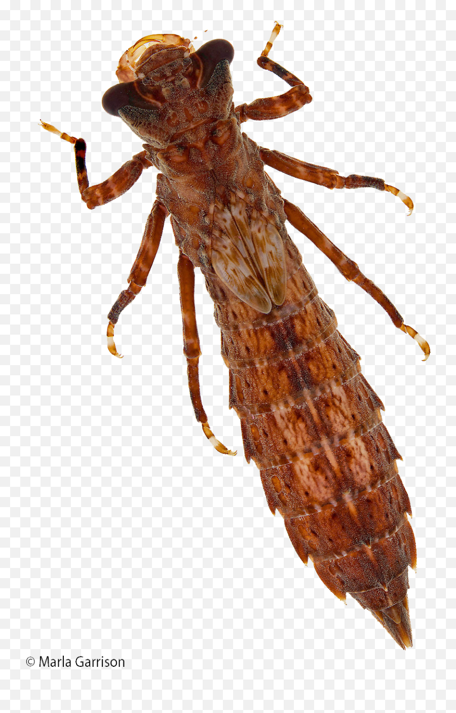 Dragonfly Nymph Png Free Dragonfly Emoji,Dragonfly Png
