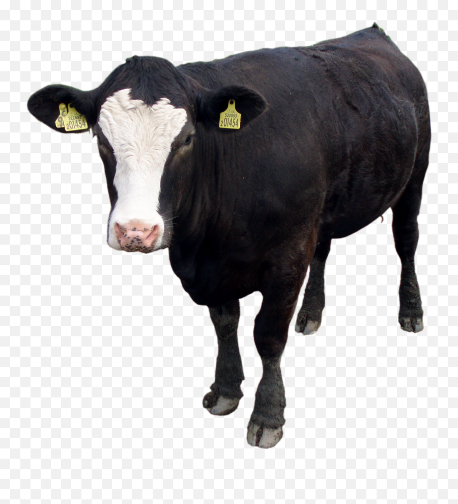 Black Cow Png Image Download Picture - Black Cow Png Emoji,Png Download