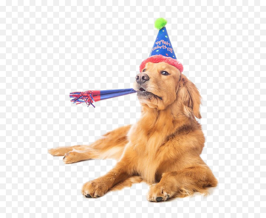Download Dogbirthday - Dogs Party Png Emoji,Party Hat Transparent