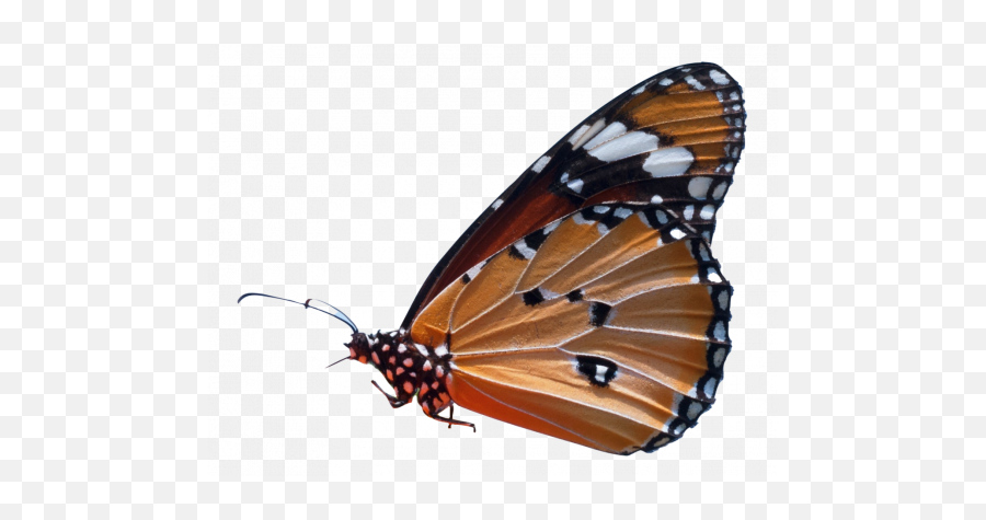 Download Free Butterfly Transparent Images - Png Live Tiger Milkweed Butterflies Emoji,Butterflies Transparent
