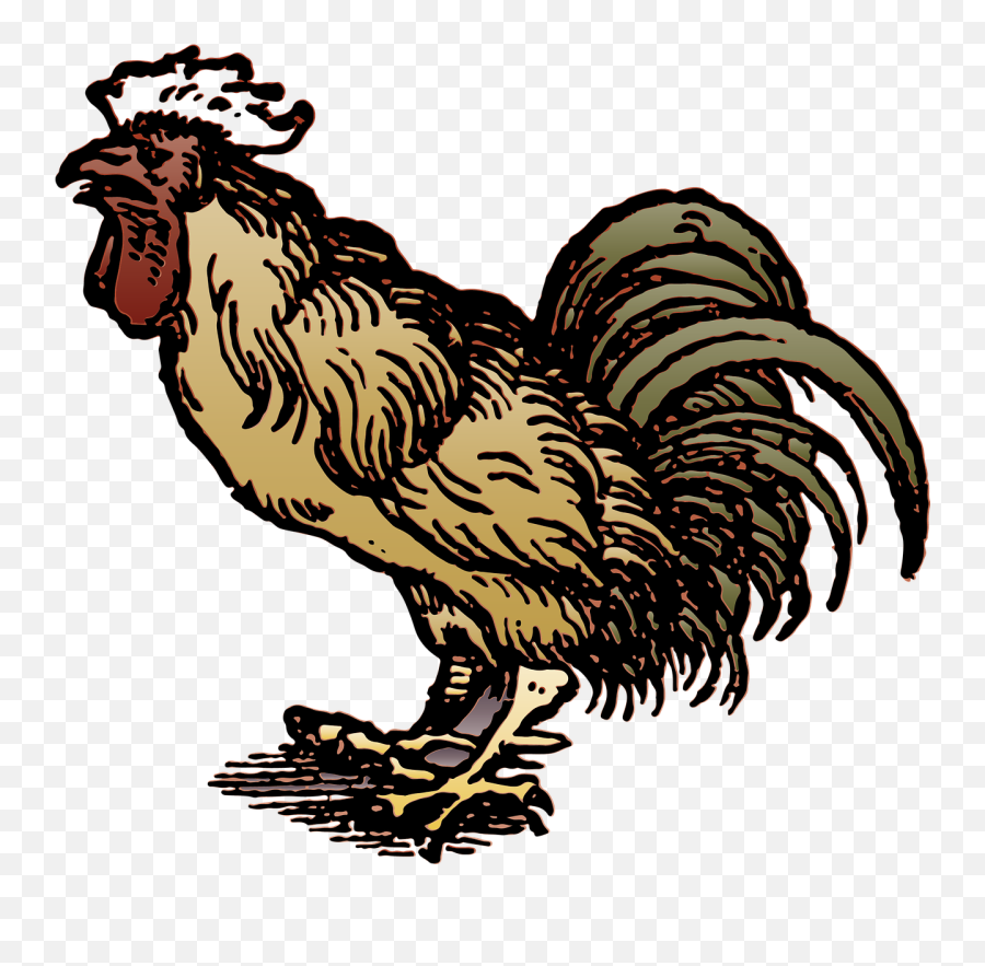 Download Free Photo Of Roostercockbirdanimalchicken - Gambar Ayam Buat Transparan Emoji,Chicken Transparent Background