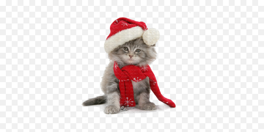 Santa Cat Png U0026 Free Santa Catpng Transparent Images 9097 - Cute Christmas Cat Transparent Emoji,Santa Hat Transparent Background