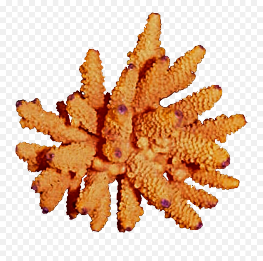 Free Download Orange Coral Png Clipart Coral Reef Clip - Aquarium Decor Emoji,Coral Clipart