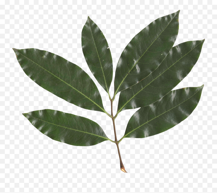 Litchi Chinensis Leaf - Lychee Leaf Emoji,Leaf Png