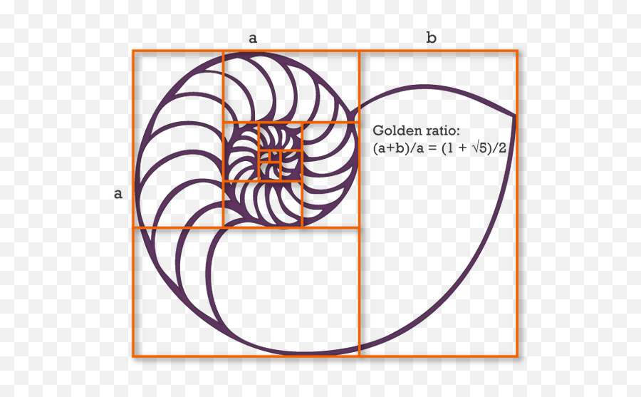 What Are Interesting Facts About The - Nautilus With Corresponding Value Of The Golden Ratio Emoji,Golden Ratio Logo