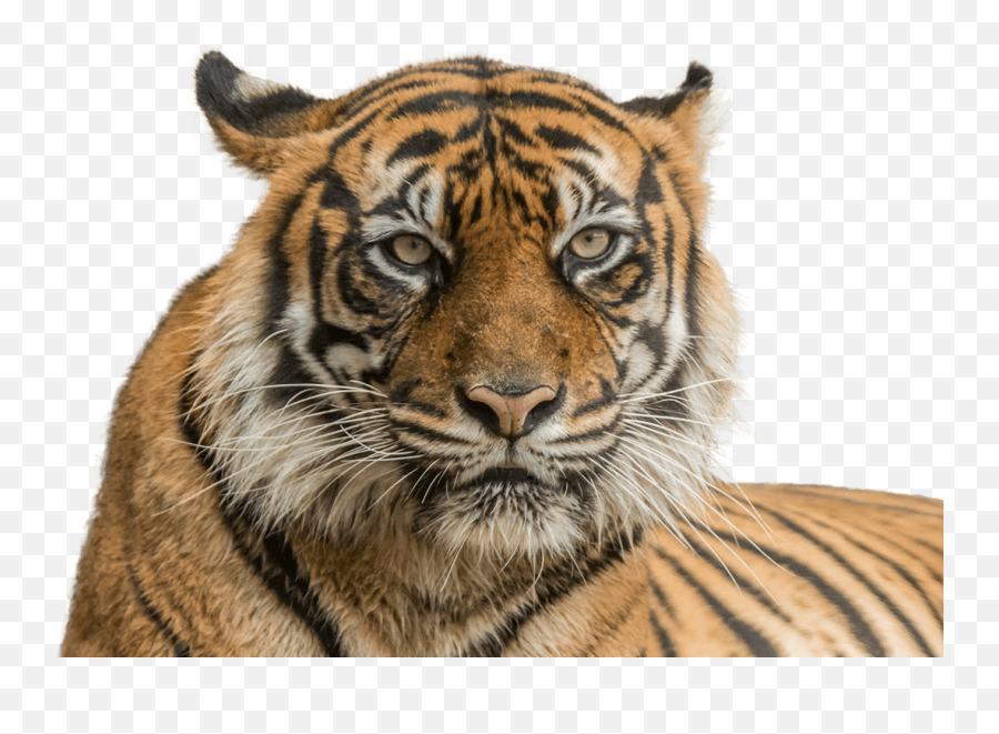 Tiger Png - Transparent Tiger Face Png Emoji,Tiger Png