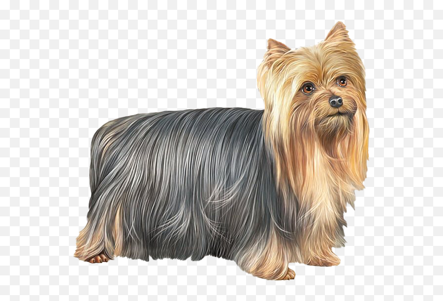 Cute Yorkshire Terrier Dog Png Free Download Png All Emoji,Cute Dog Png