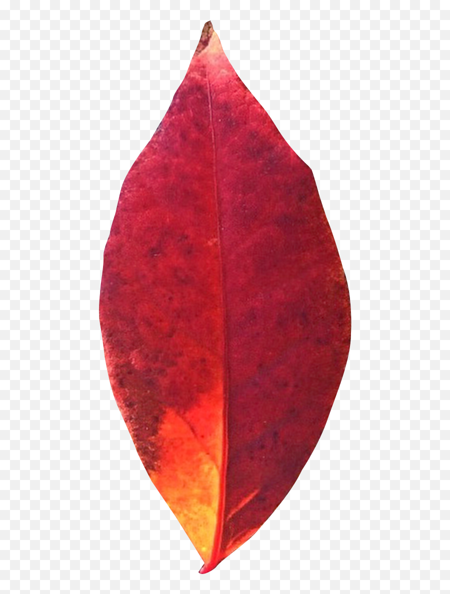 Autumn Leaf Png Transparent Image - Frozen 2 Hojas Emoji,Leaf Transparent