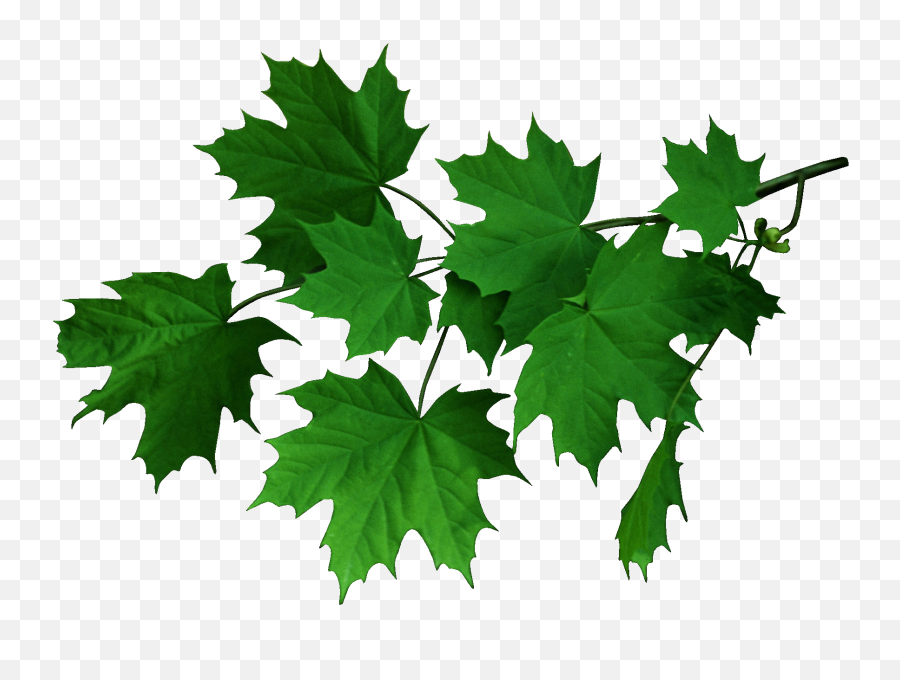Leaf Branch Png Images Download Free - Portable Network Graphics Emoji,Leaves Png