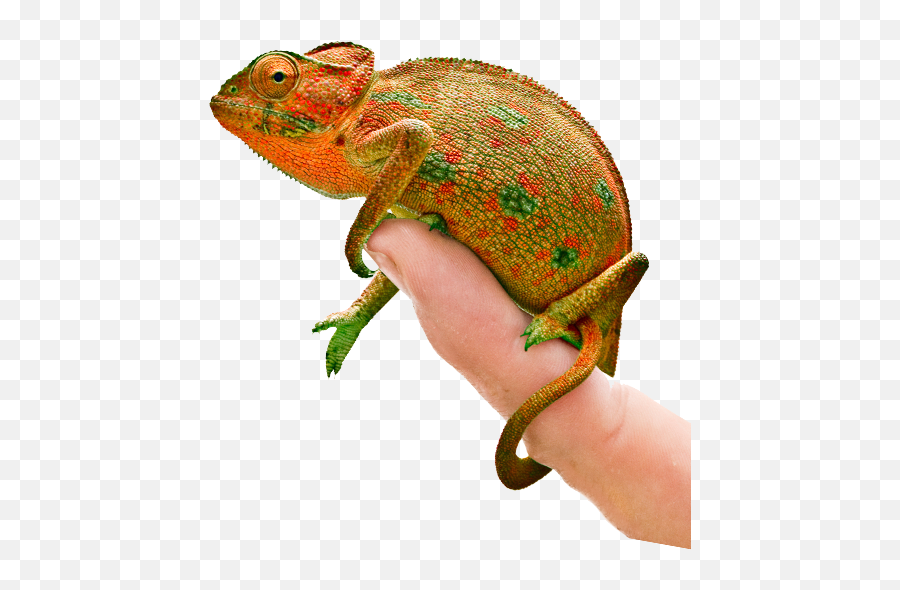 Common Chameleon Png Image With No - Common Chameleon Emoji,Chameleon Png