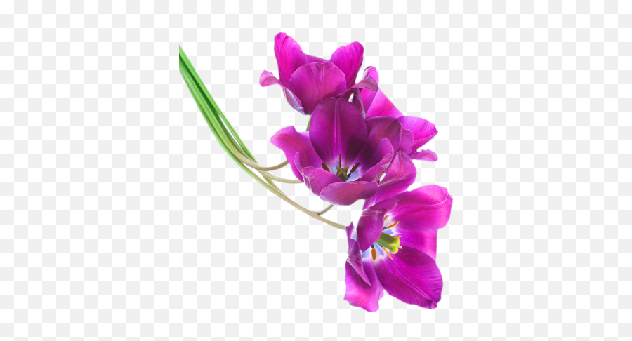 Bel Aire Milwaukeeu0027s Finest Florist Valentineu0027s Day - Violet Purple Flowers Transparent Emoji,Purple Flower Transparent