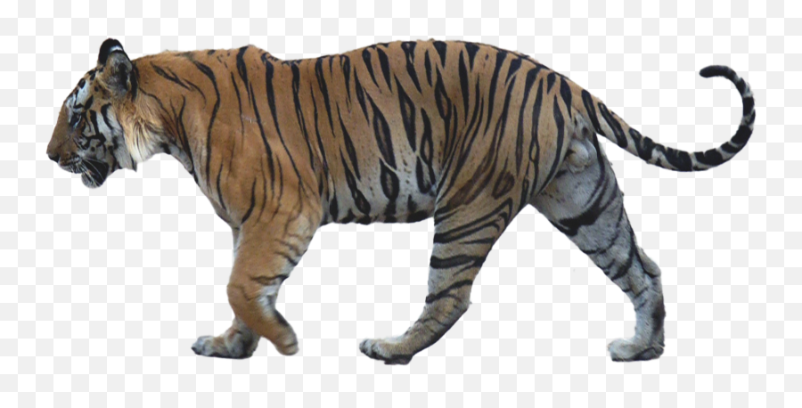 Tiger Side View Png Png Image With No - Tiger Side View Walking Emoji,Tiger Png