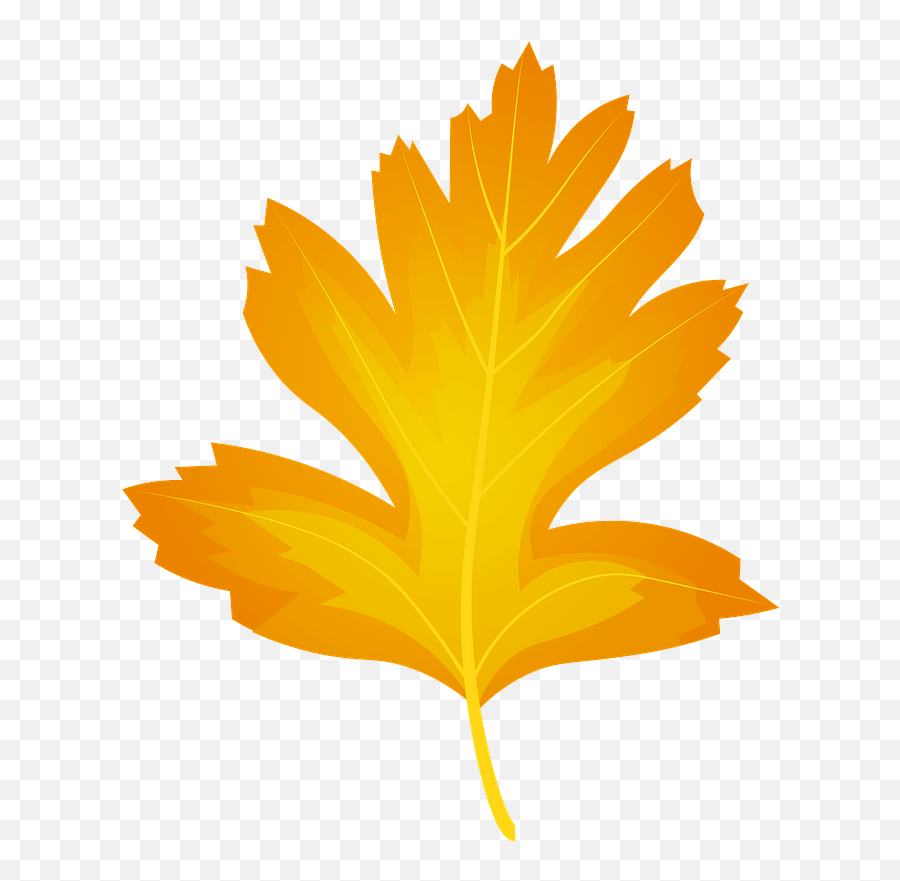 Common Hawthorn Autumn Leaf Clipart Free Download Emoji,Free Leaf Clipart