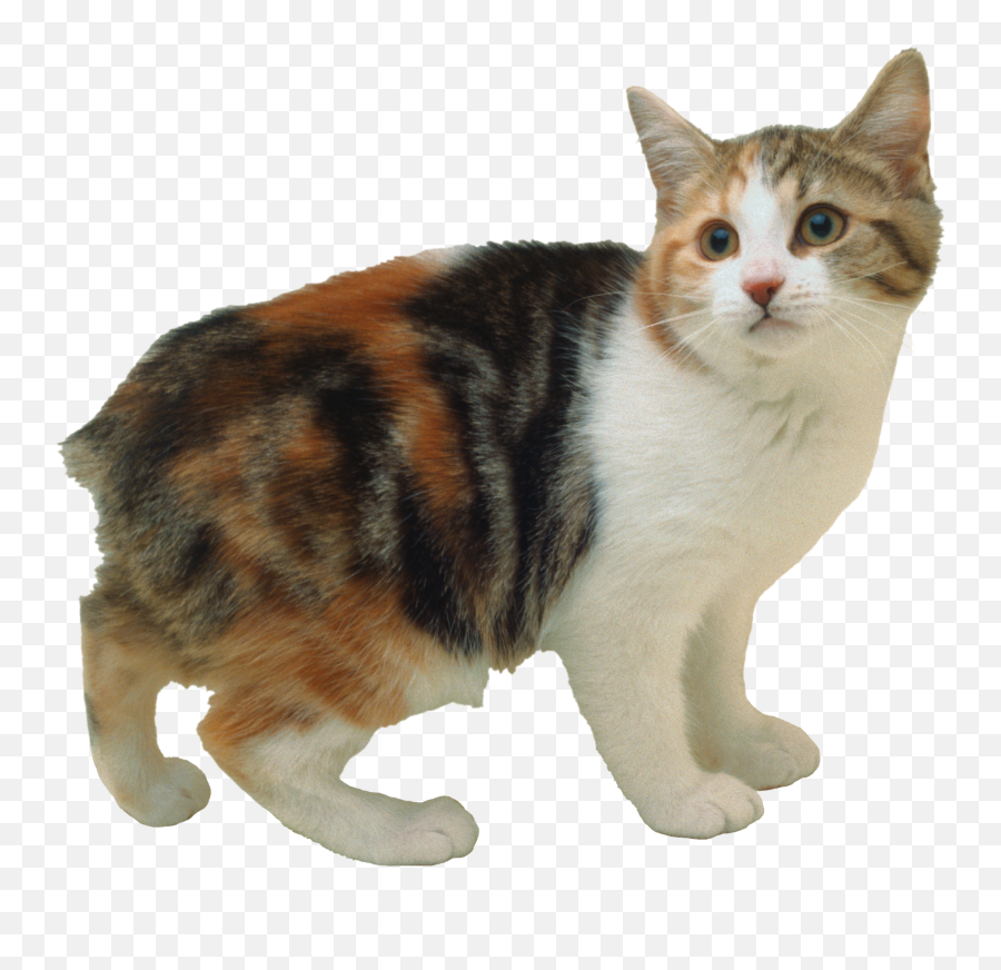 Cat Png Alpha Channel Clipart Images - Transparent Calico Cat Png Emoji,Cat Png