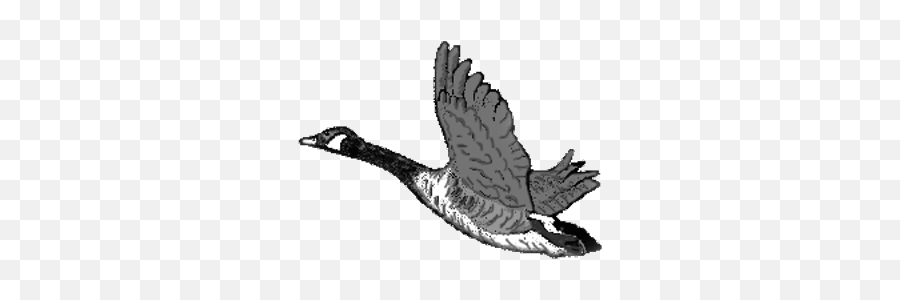 Wild Goose Wildgooseartweb Twitter Emoji,Goose Clipart Black And White
