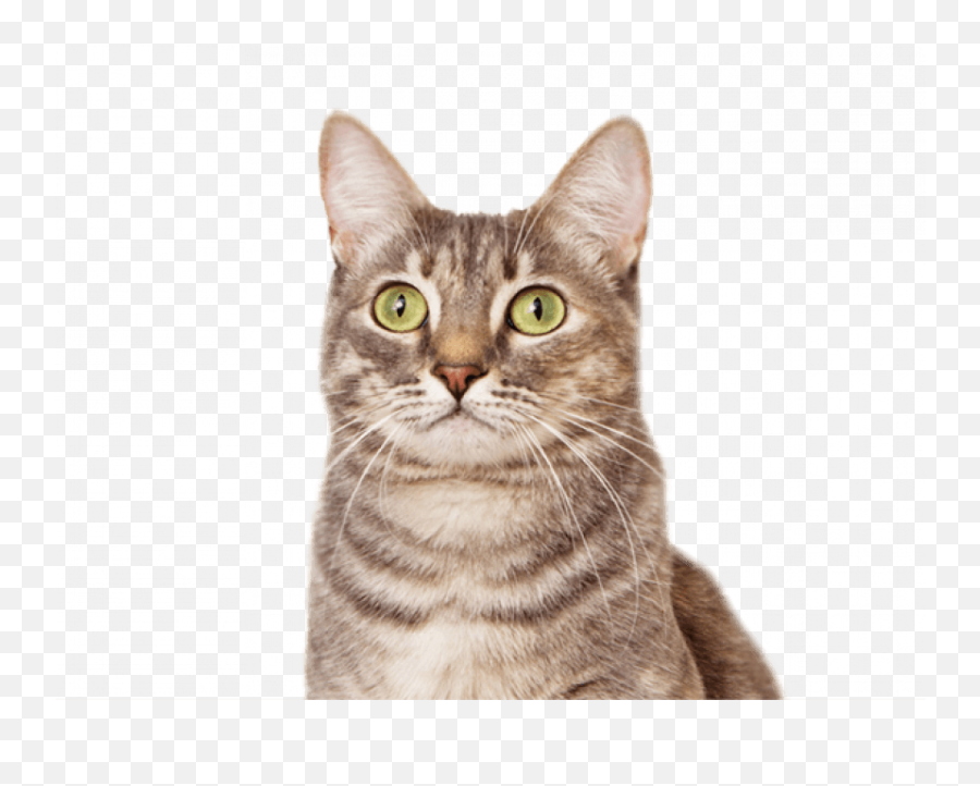 Pussy Cat Png Transparent Image Image Free Dowwnload - Pussy Cat Png Emoji,Cat Transparent Background