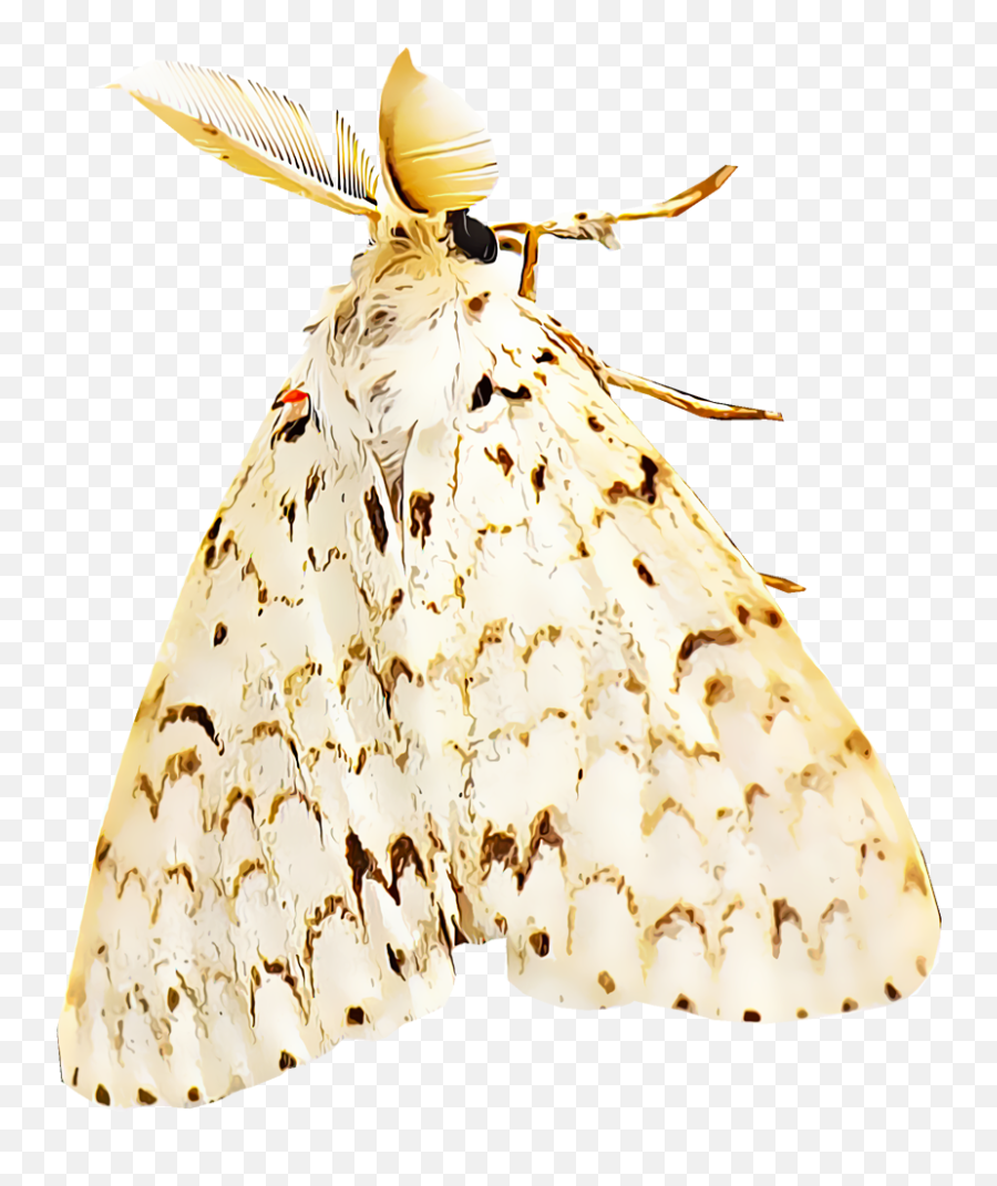 Identify And Control Gypsy Moths - Polillas Gitanas Emoji,Moth Transparent
