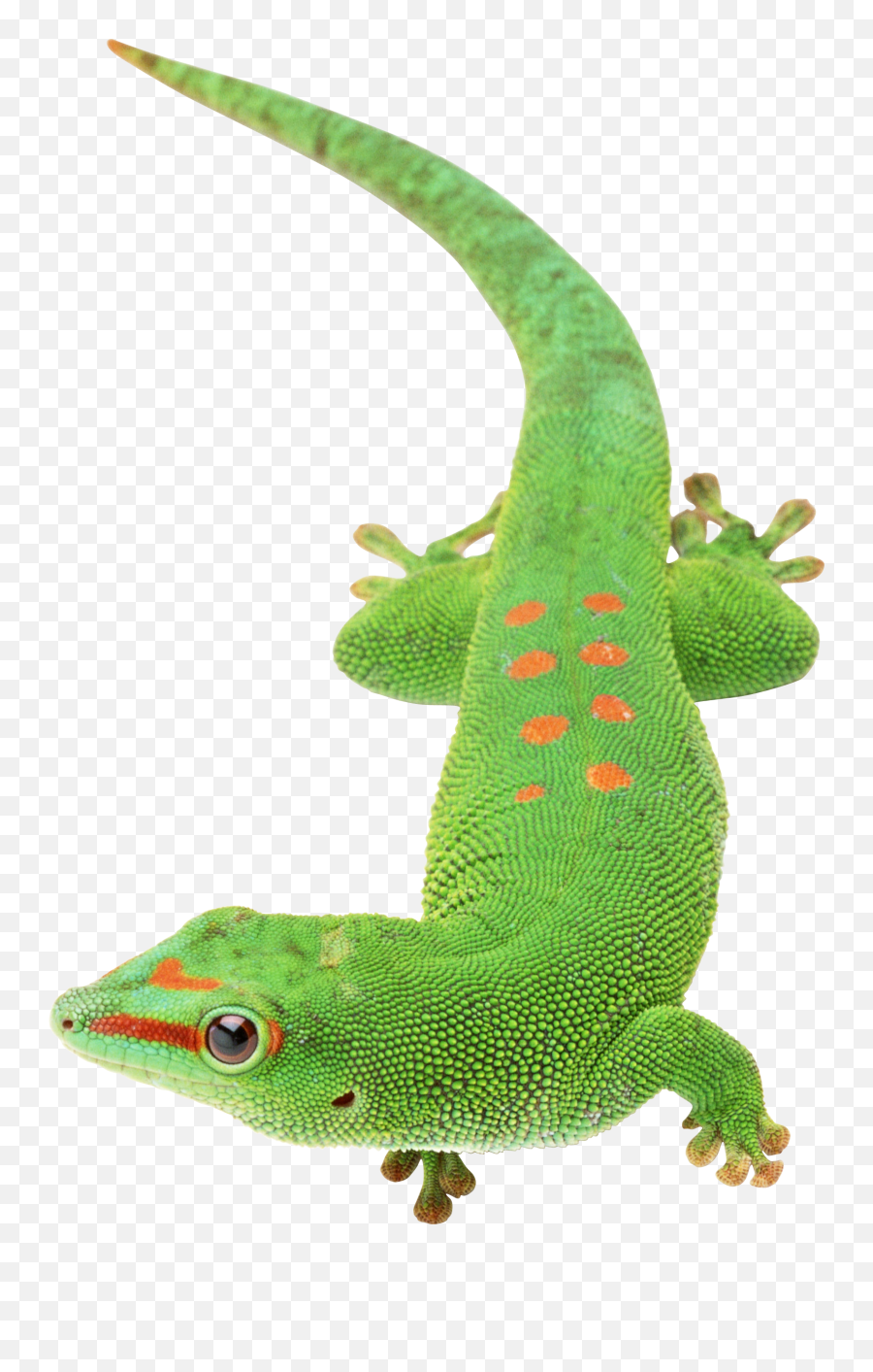 Green Lizard - Transparent Background Gecko Png Emoji,Gecko Clipart