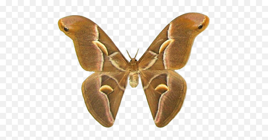 Half - Silk Moth Png Emoji,Moth Png
