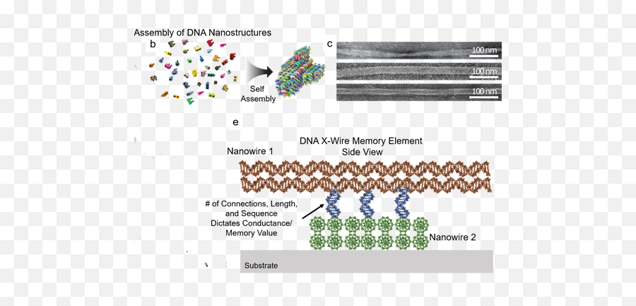 Nsf Funding Dna - Based Electrical Memory Project Emory Emoji,Dna Transparent