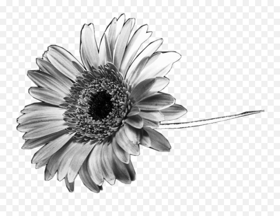 Black - Black And White Sunflower Clipart Emoji,Sunflower Clipart Black And White