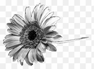 Free Free 301 Sunflower Clipart Black And White Png SVG PNG EPS DXF File