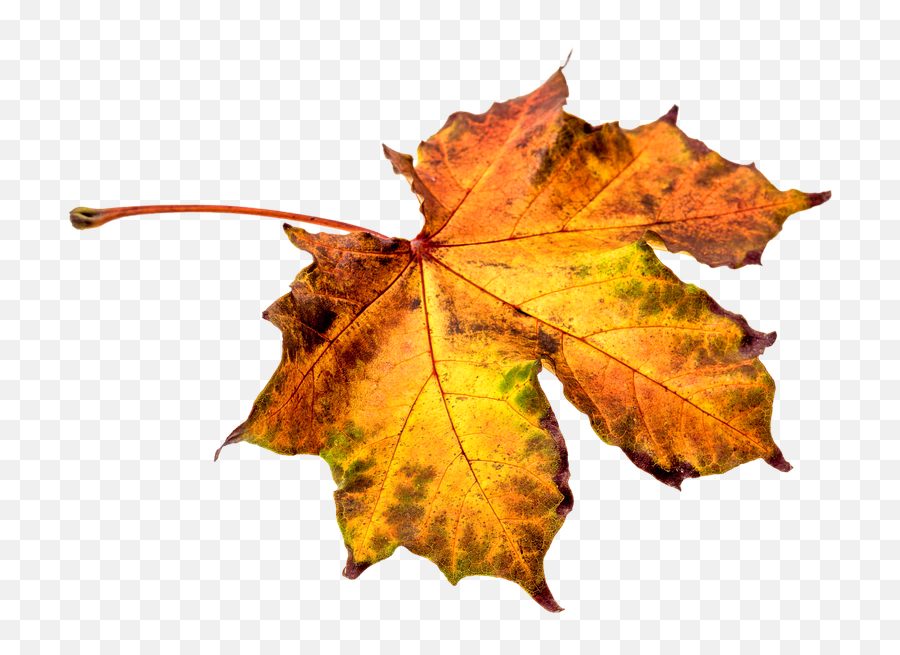 Free Photo Transparent Colorful Leaf - Hojas De Otoño Png Transparente Emoji,Leaf Transparent