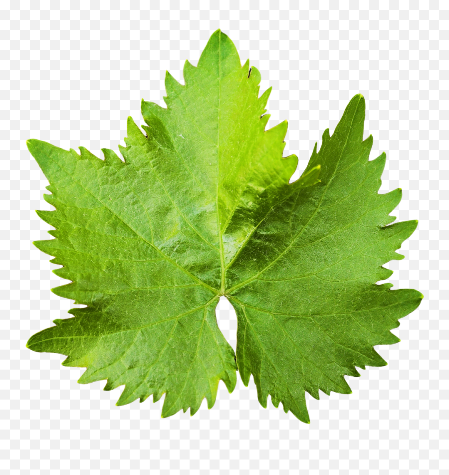 Green Leaves Png Transparent Background Free Download - Transparent Grape Leaf Png Emoji,Leaves Png