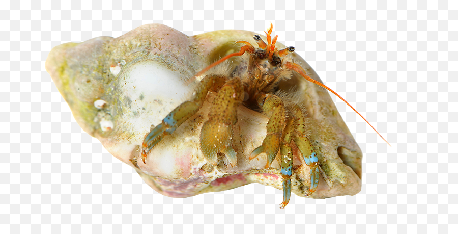 Tidepools - Laguna Ocean Foundation Emoji,Crab Transparent Background