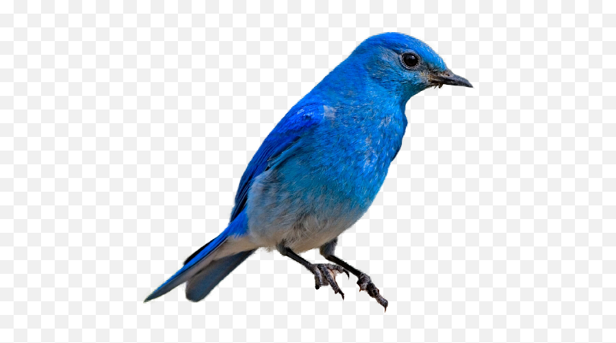 Mountain Bluebird Transparent - Mountain Bluebird No Background Emoji,Mountain Transparent Background