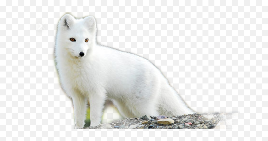 Download Arctic Fox - Full Size Png Image Pngkit Arctic Fox Png Emoji,Fox Transparent Background
