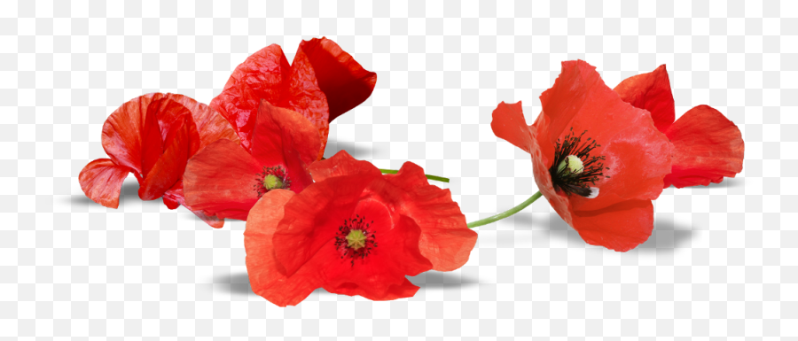 Poppy Anzac Day Transparent Cartoon - Transparent Background Poppy Flower Clipart Emoji,Poppy Flower Clipart
