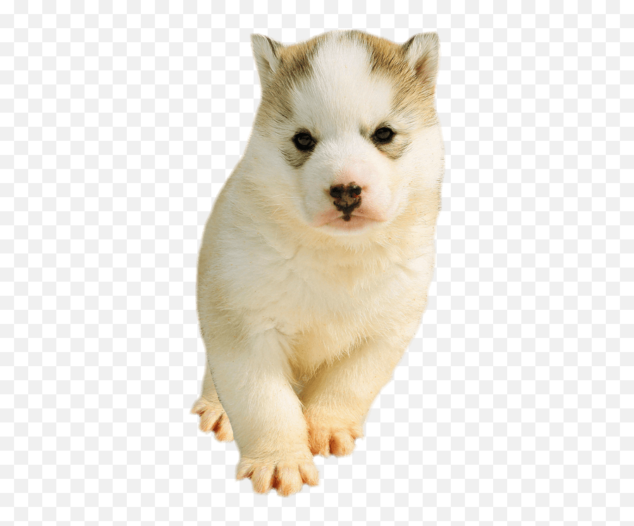 Download Hd Husky Puppy Transparent - Howling Puppy Transparent Background Emoji,Puppy Transparent Background