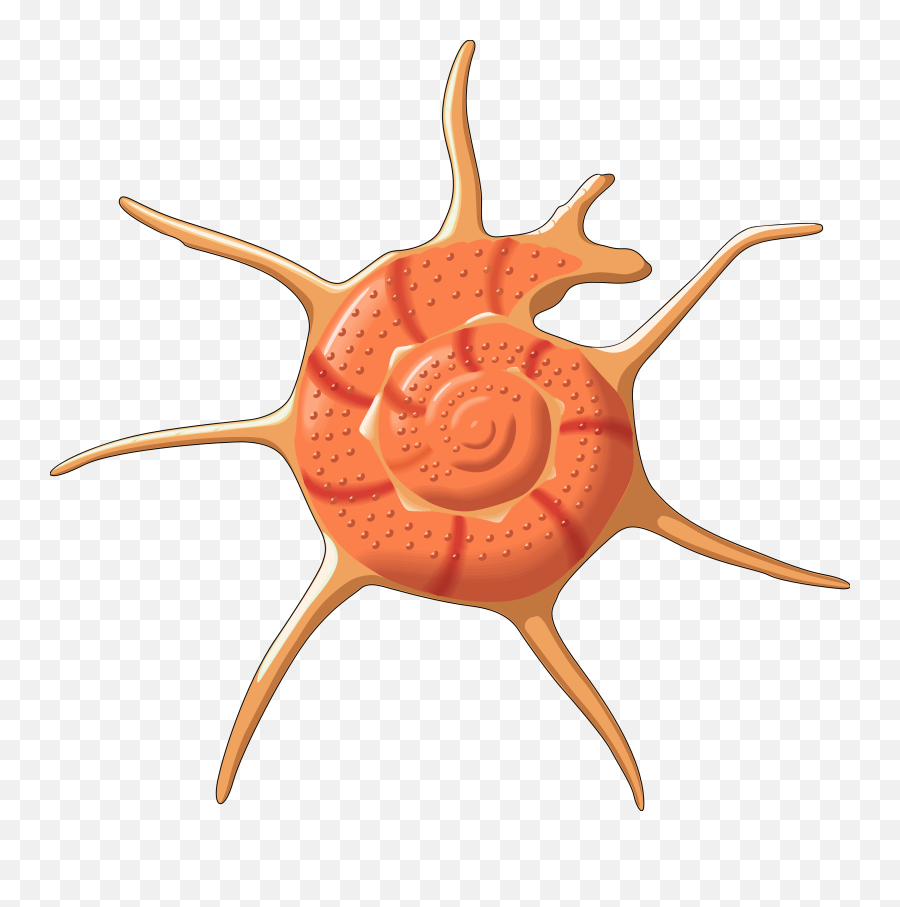 Sea Shell Vector - Dalí Emoji,Seashell Clipart