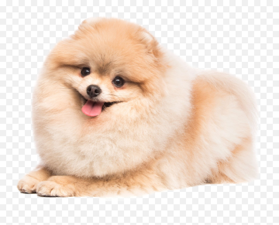 Pomeranians Emoji,Pomeranian Png
