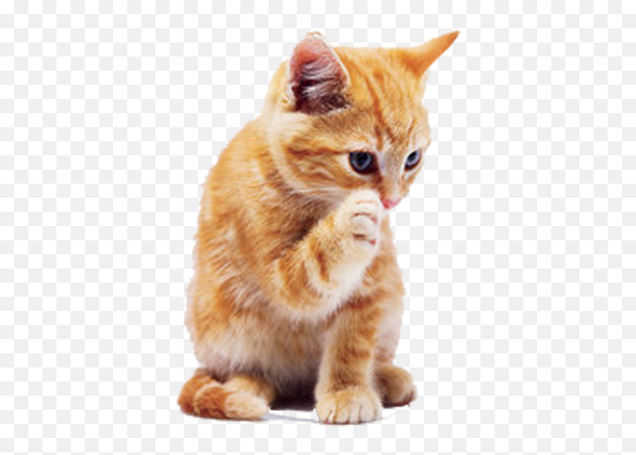 Tabby Cat Dog Puppy Pet - Kitten Transparent Png Emoji,Cat Png