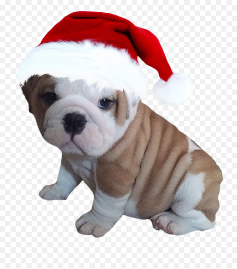 Bulldog Christmas Hat Sticker By Amanda Blundell Emoji,English Bulldog Clipart